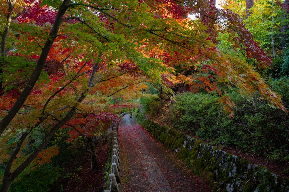 gray concrete pathway between trees