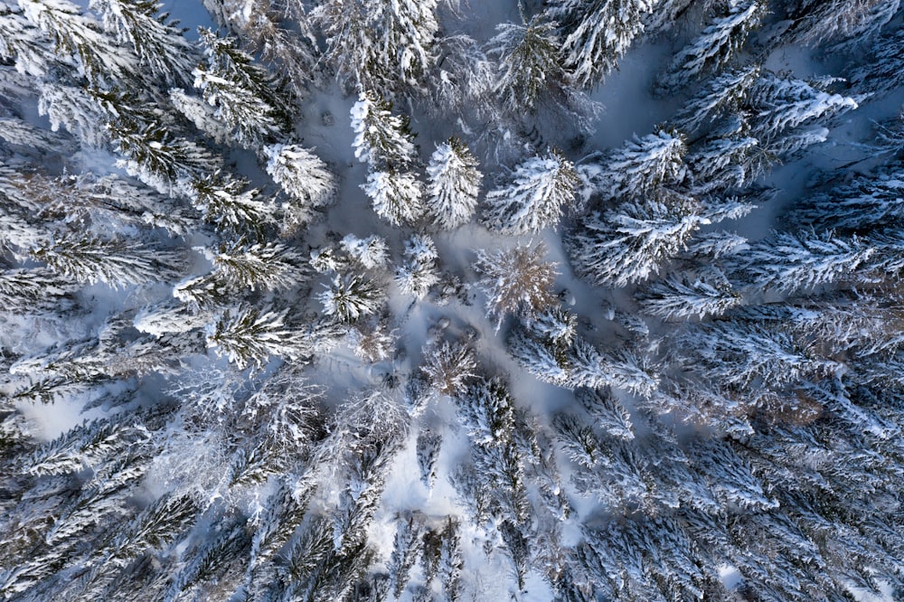 white snow covered pine tree