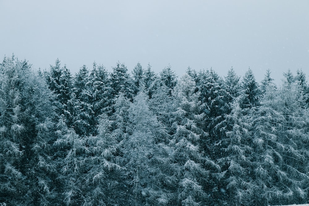 pinos verdes cubiertos de nieve