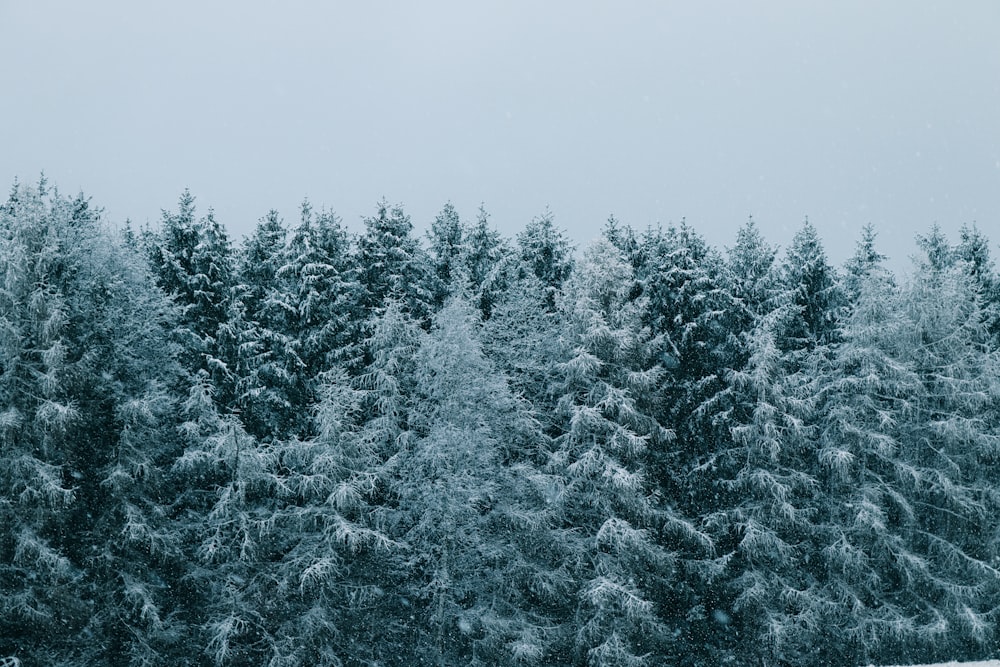 green pine trees covered with snow