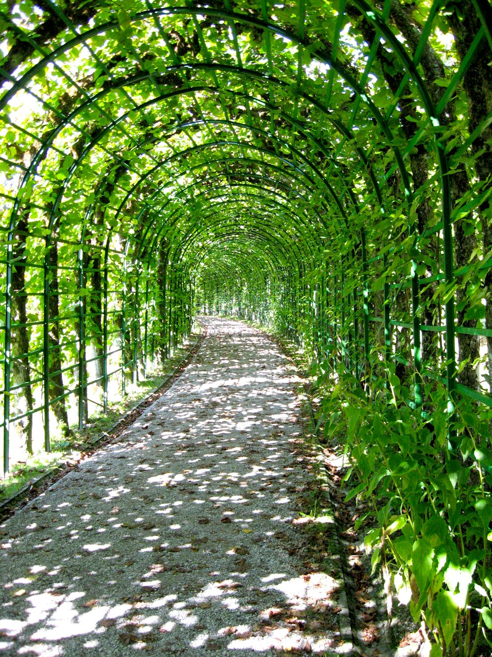 green plants on gray concrete pathway