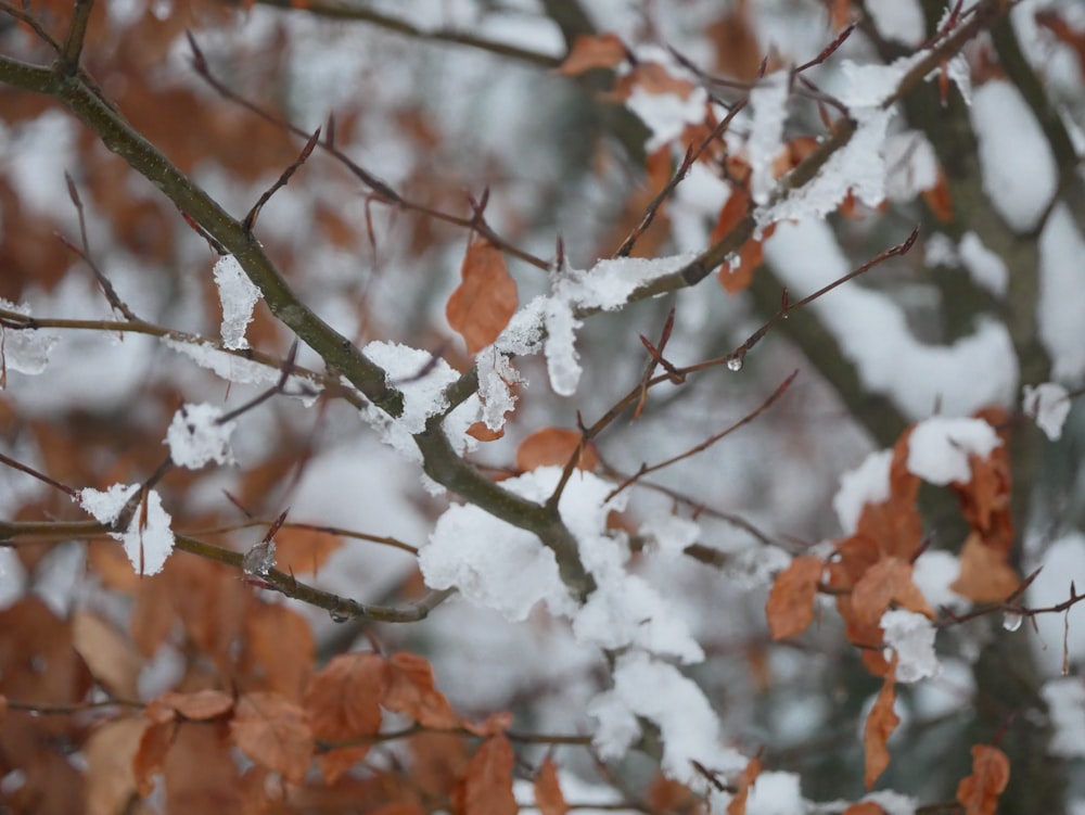 brown leaves on tree branch