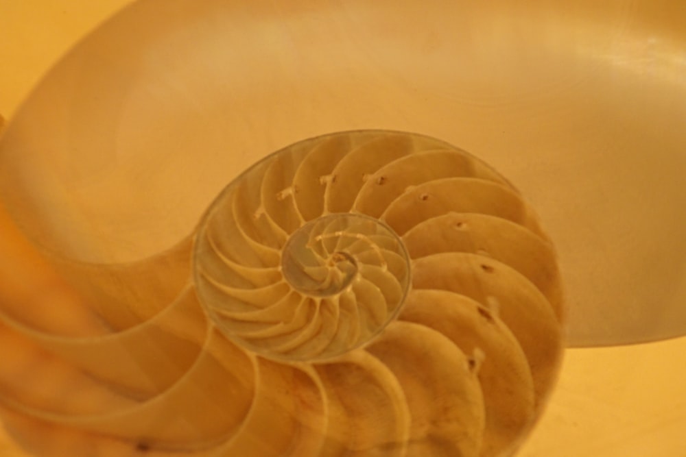 white spiral spiral staircase on white wall