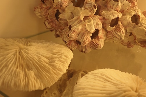 A close-up view of an arrangement of marine life, featuring barnacles with a reddish tinge and coral with intricate textures. The objects rest on a reflective surface, highlighting their unique shapes and patterns.