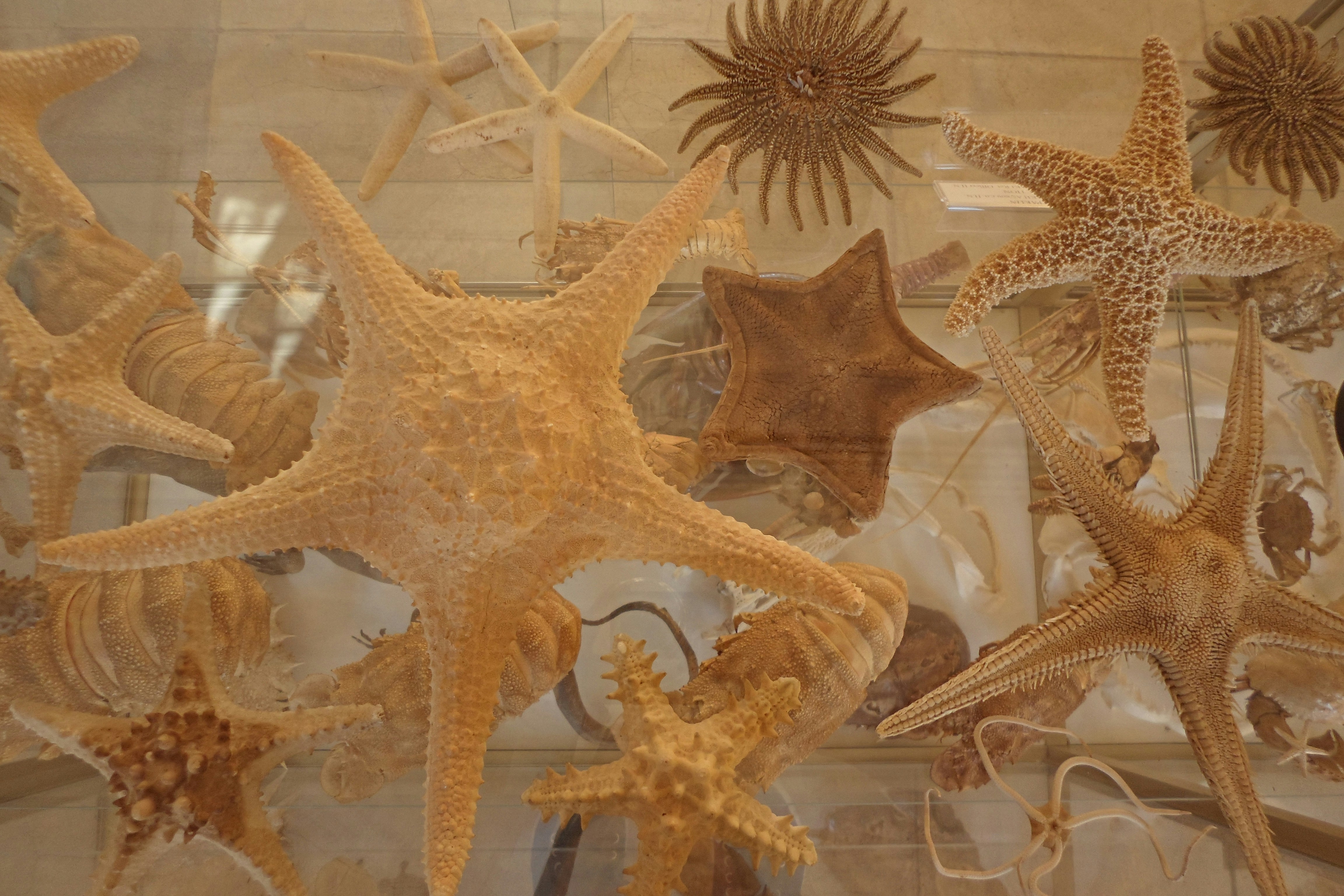 white starfish on clear glass