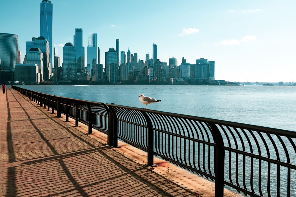 white bird on black metal fence near body of water during daytime