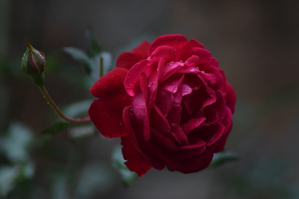 red rose in bloom during daytime