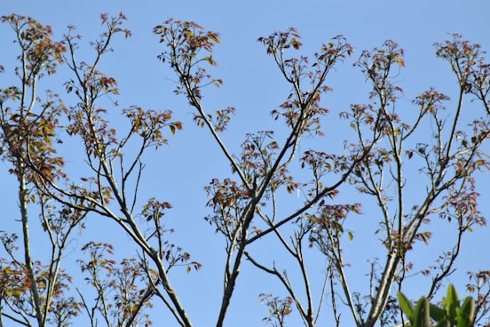 Branches of a tree with sparse leaves reach upward against a clear blue sky. The leaves are small and reddish, indicating early growth or a specific seasonal phase.