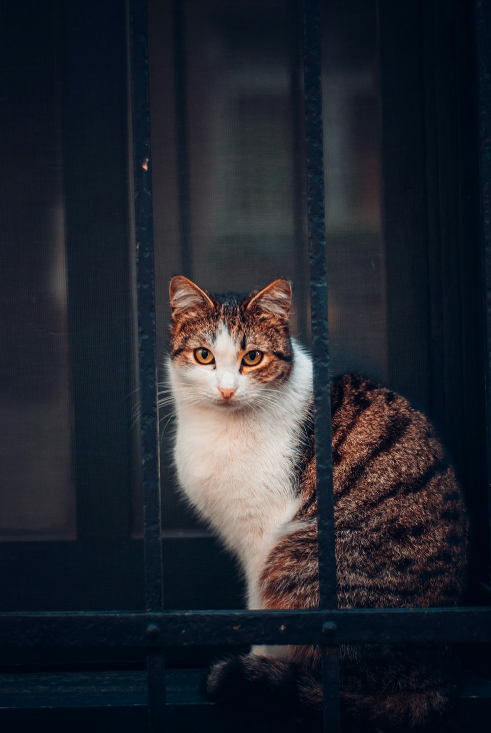 brown and white tabby cat