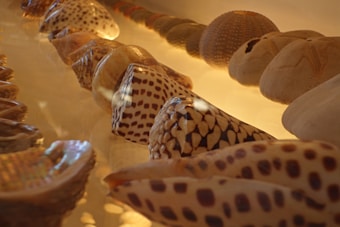 A collection of various seashells displayed in a close-up arrangement. The shells have intricate patterns and textures, with some featuring spots and others smooth surfaces. They are illuminated by a warm, diffused light that highlights their natural colors and shapes.