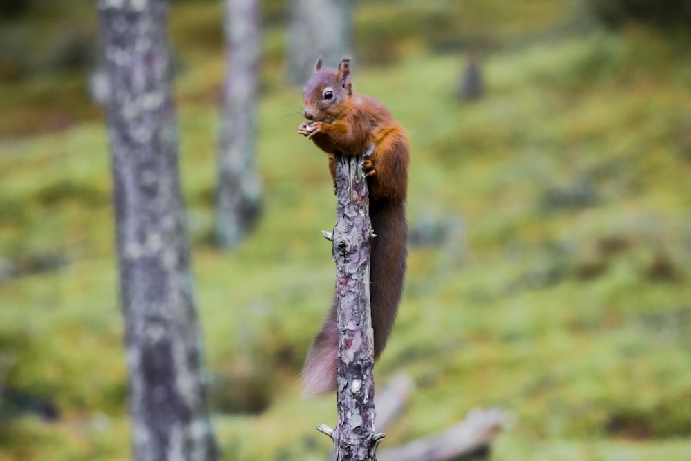 esquilo marrom no galho da árvore durante o dia