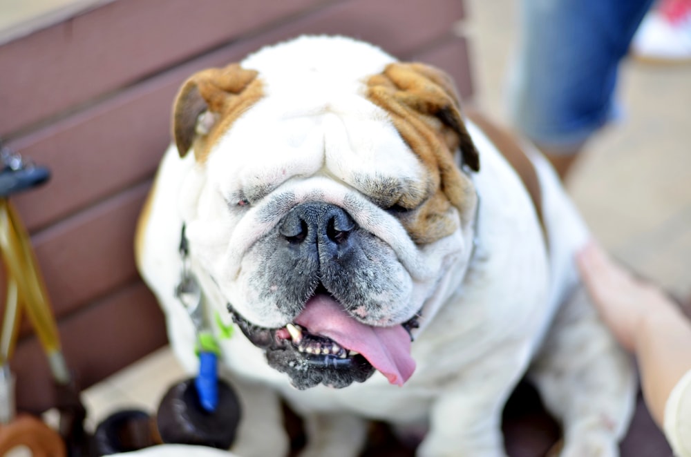 white and brown english bulldog