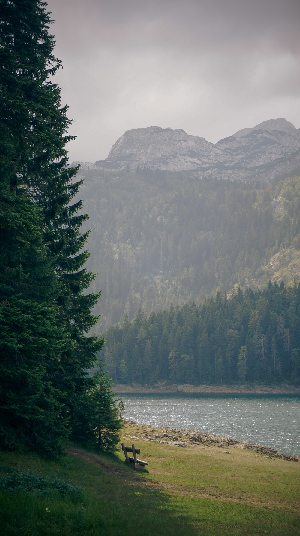 green pine trees near mountain during daytime