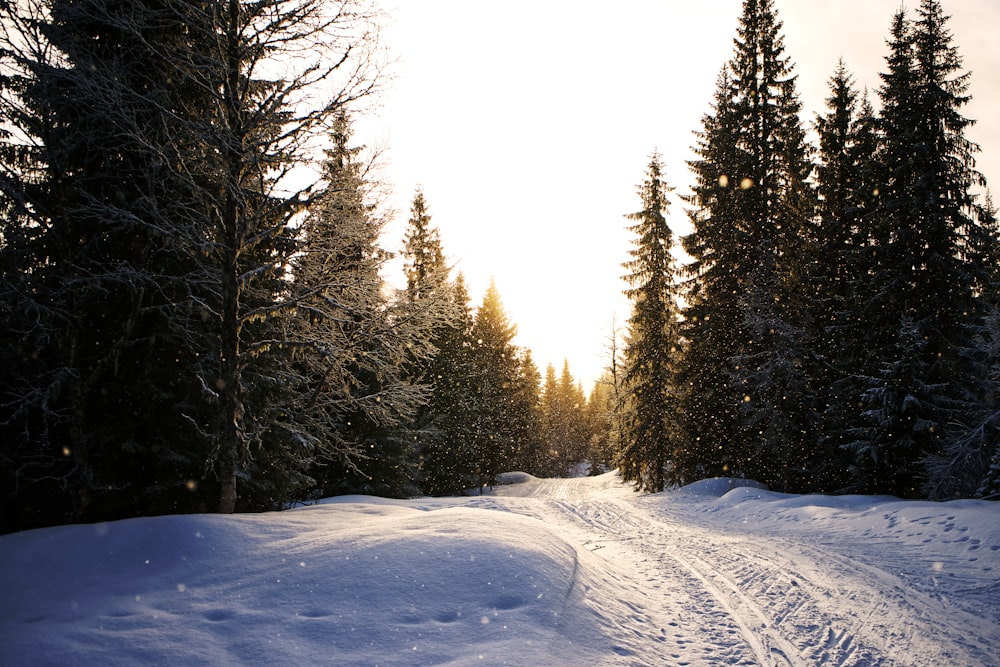 campo coberto de neve com árvores durante o dia