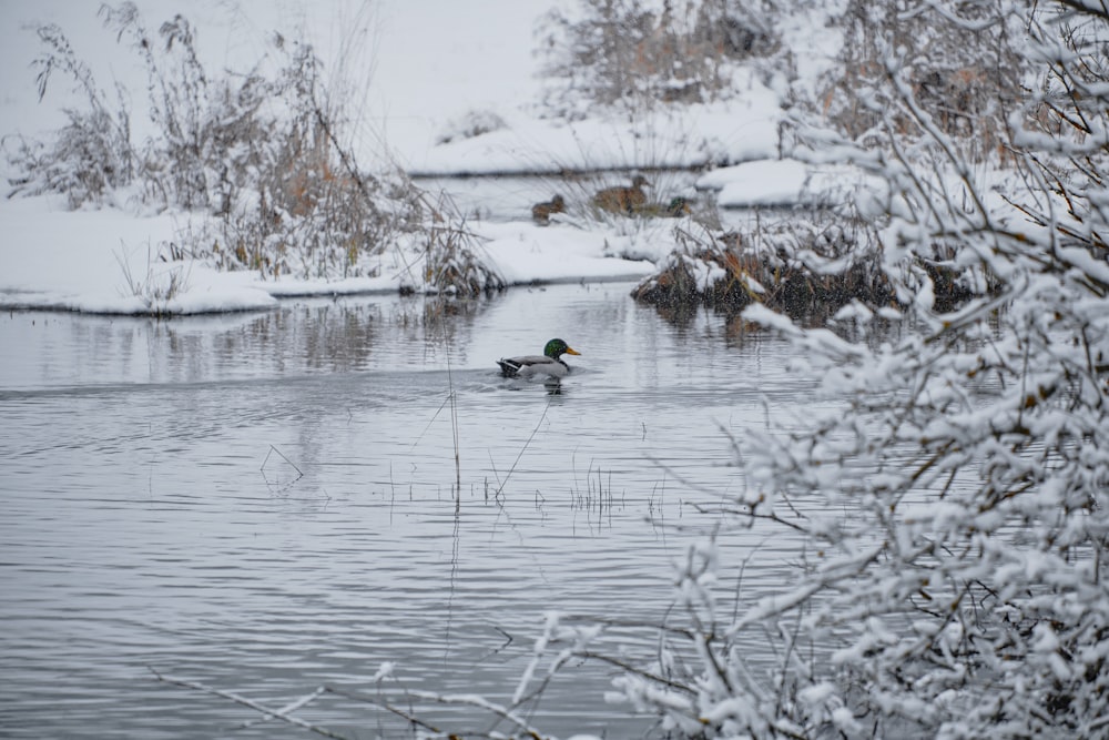 black duck on body of water during daytime