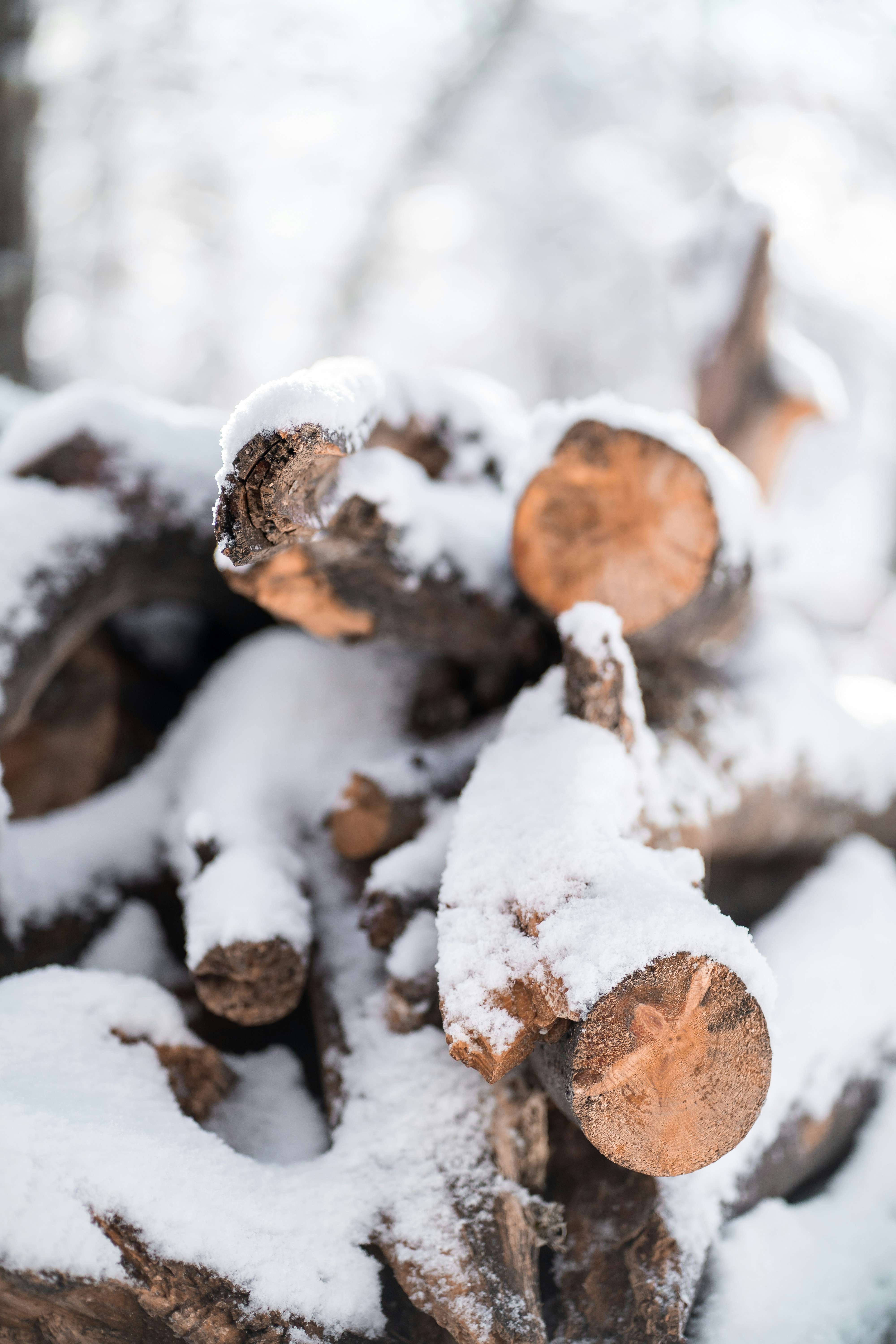 snow covered tree branches during daytime