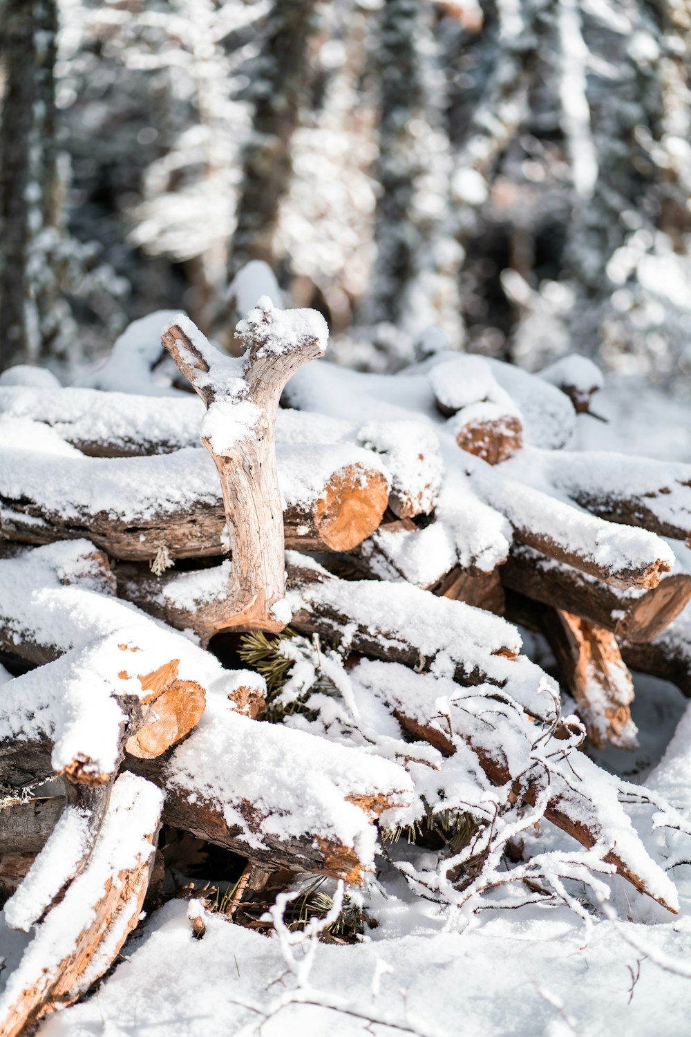 brown tree log covered with snow