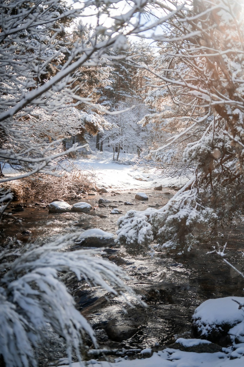 snow covered trees during daytime