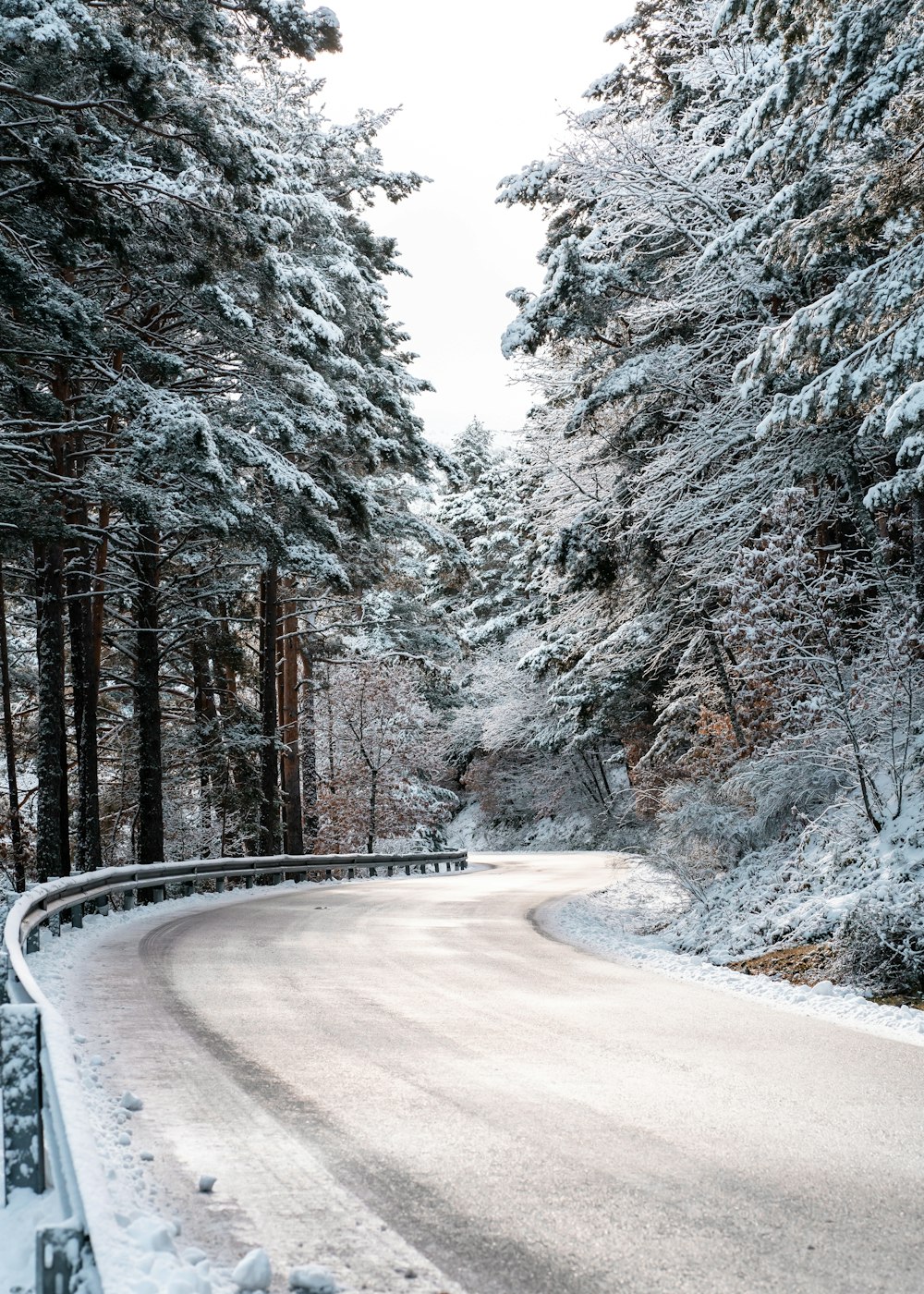 snow covered trees during daytime