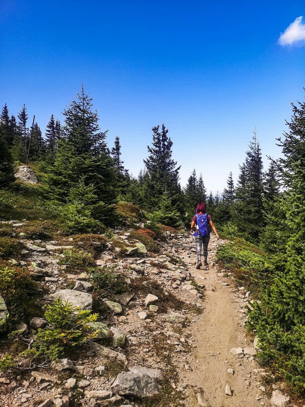 person in blue jacket walking on dirt road between green trees under blue sky during daytime