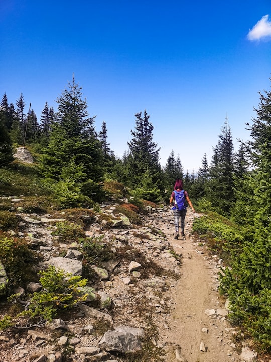 person in blue jacket walking on dirt road between green trees under blue sky during daytime in Rhodope Mountains Bulgaria