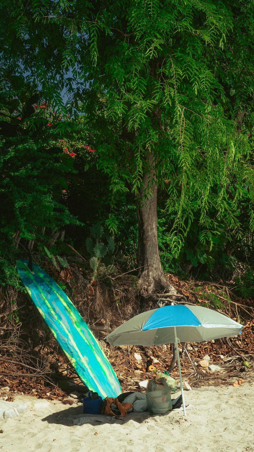 blue umbrella near green leaf tree