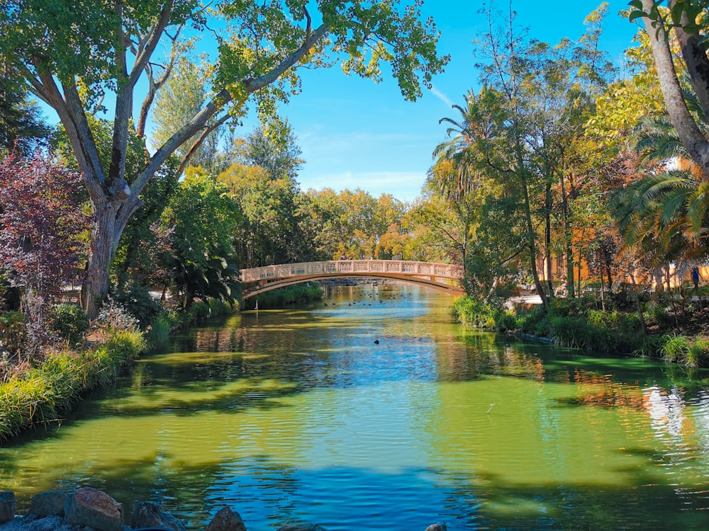 alberi verdi vicino al fiume sotto il cielo blu durante il giorno