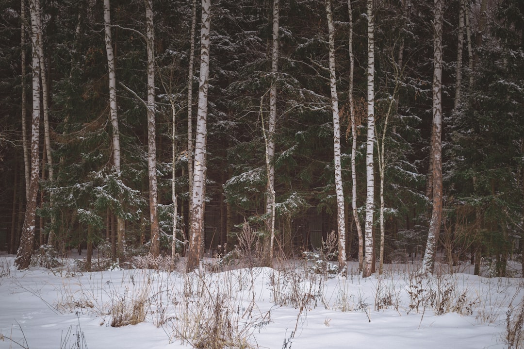 brown trees on snow covered ground during daytime