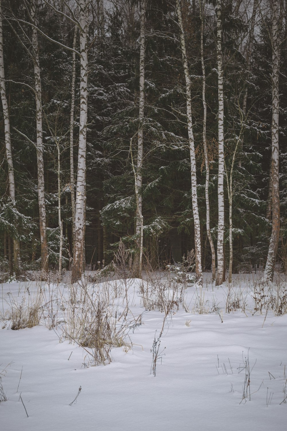 snow covered trees during daytime