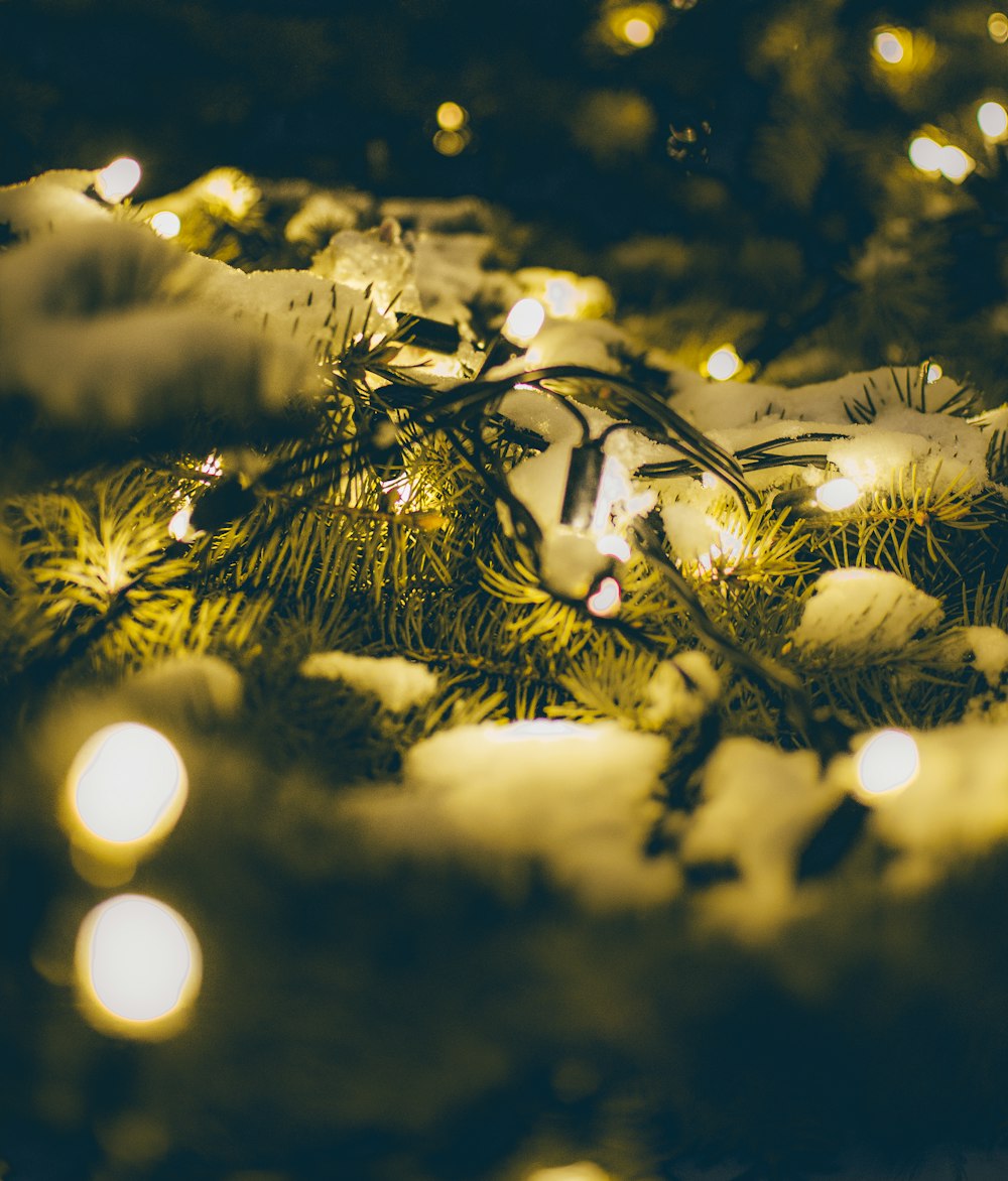 green and white string lights