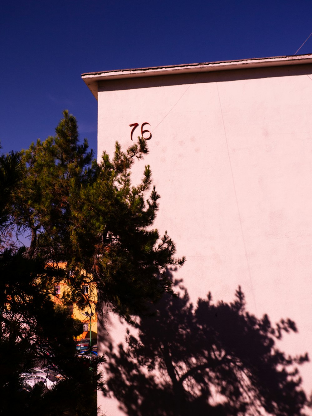 green tree beside white wall