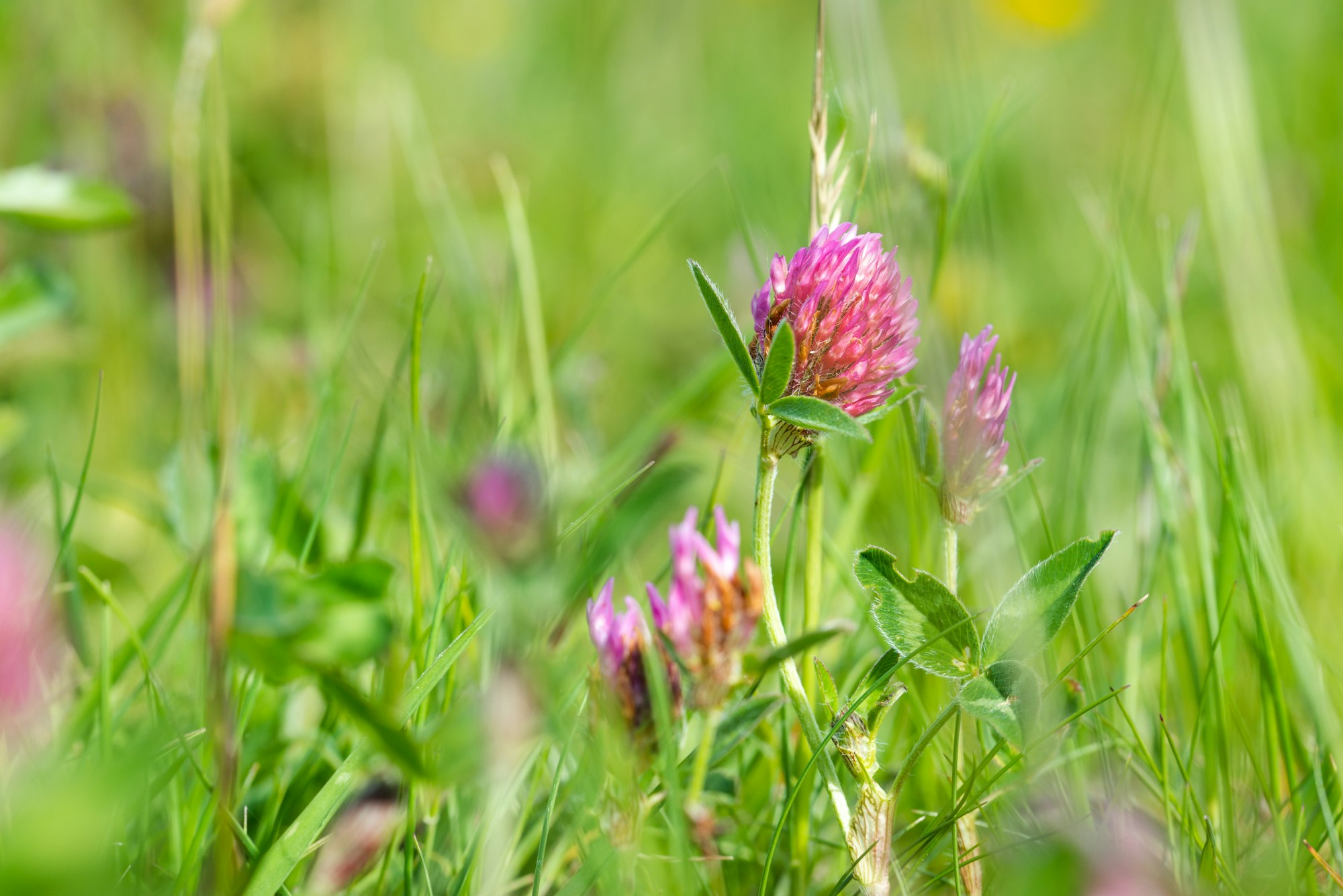 Red Clover (Trifolium pratense) growing in rough grassland. 