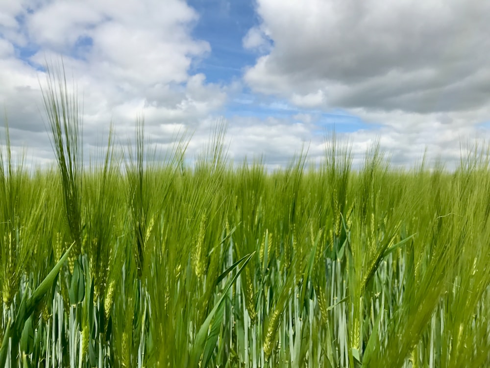 Grünes Grasfeld unter blauem Himmel tagsüber