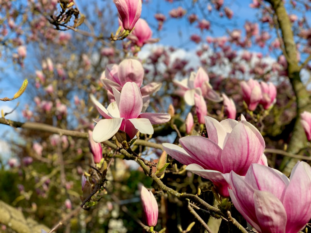 fiore rosa e bianco durante il giorno