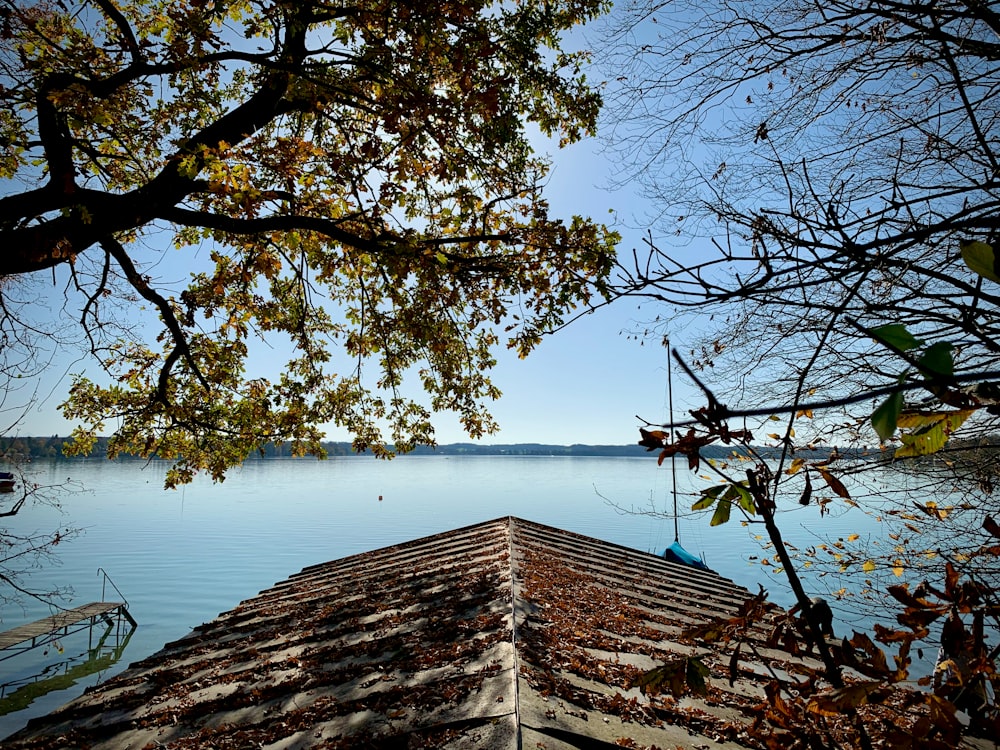 brown tree near body of water during daytime