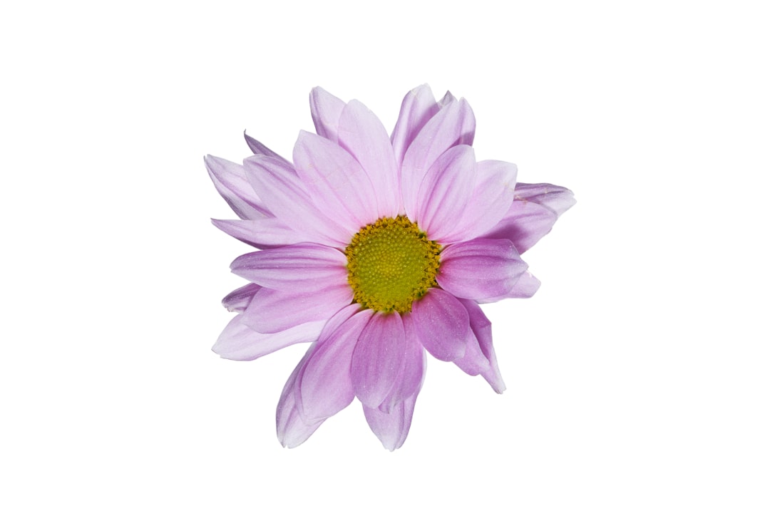 purple flower with white background