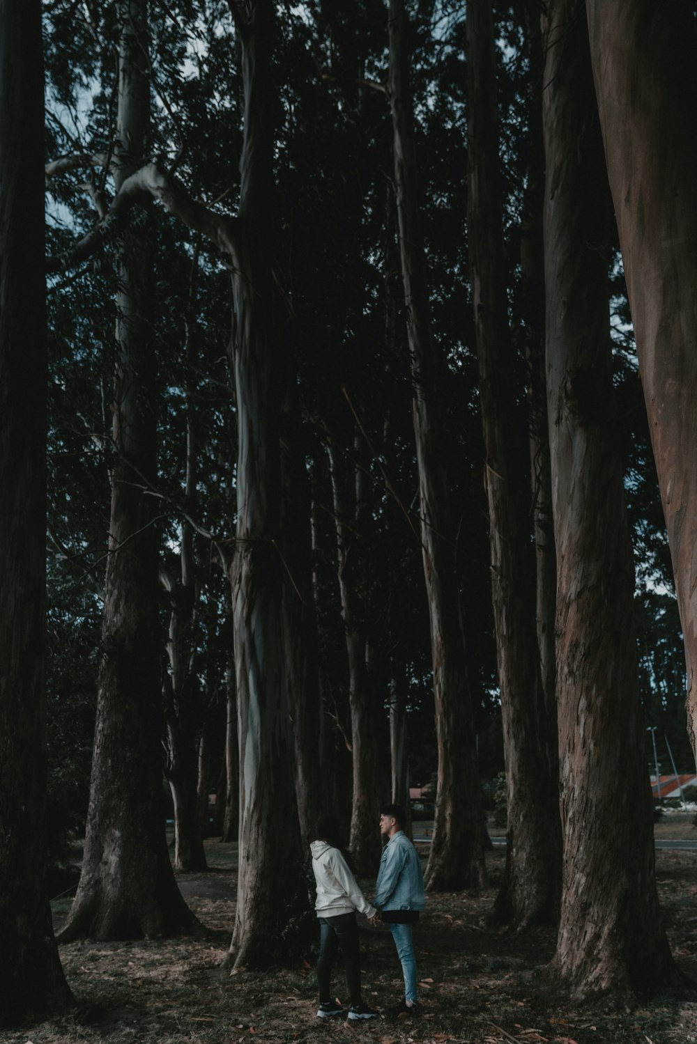 people walking on pathway between trees during daytime