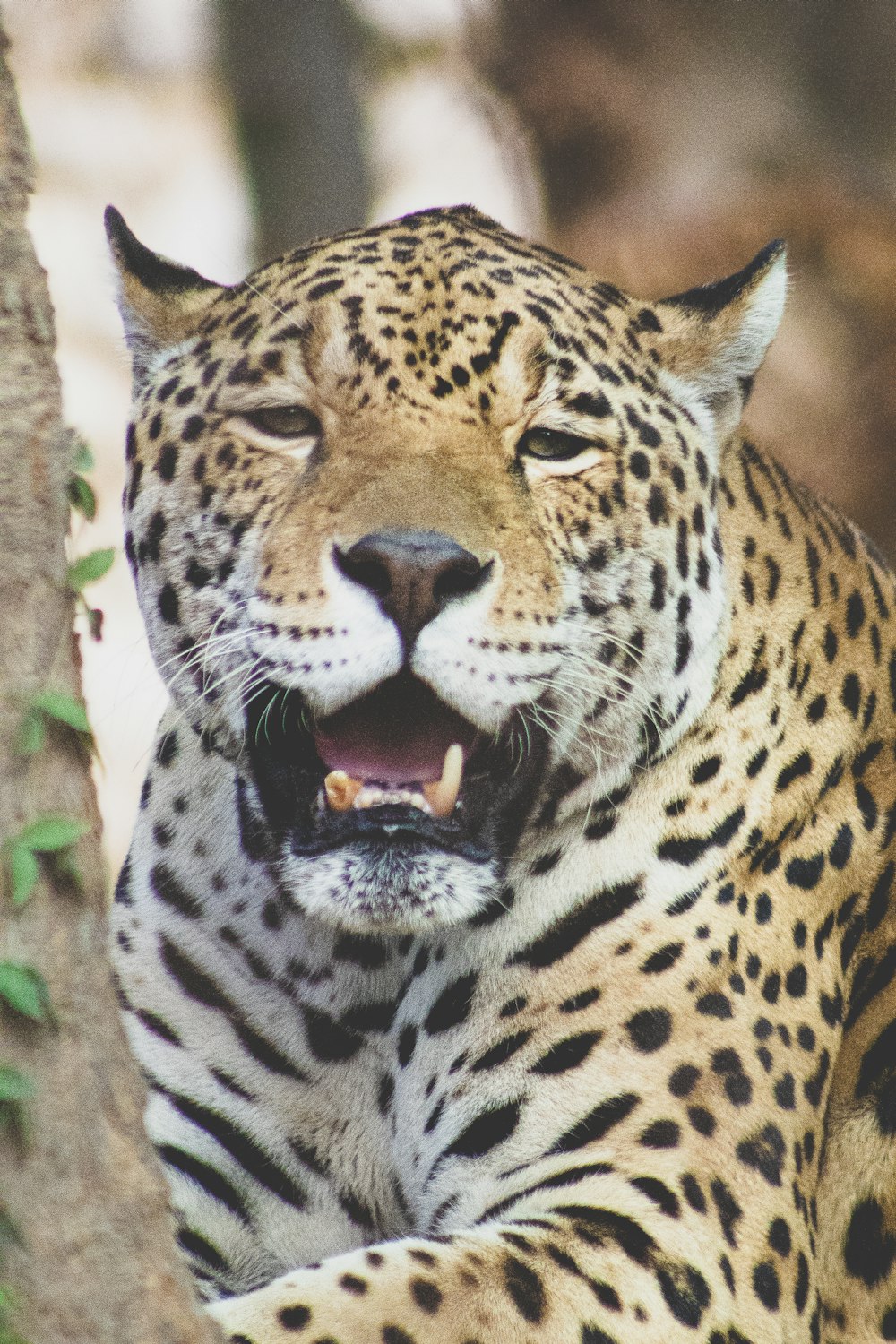 brown and black leopard showing tongue