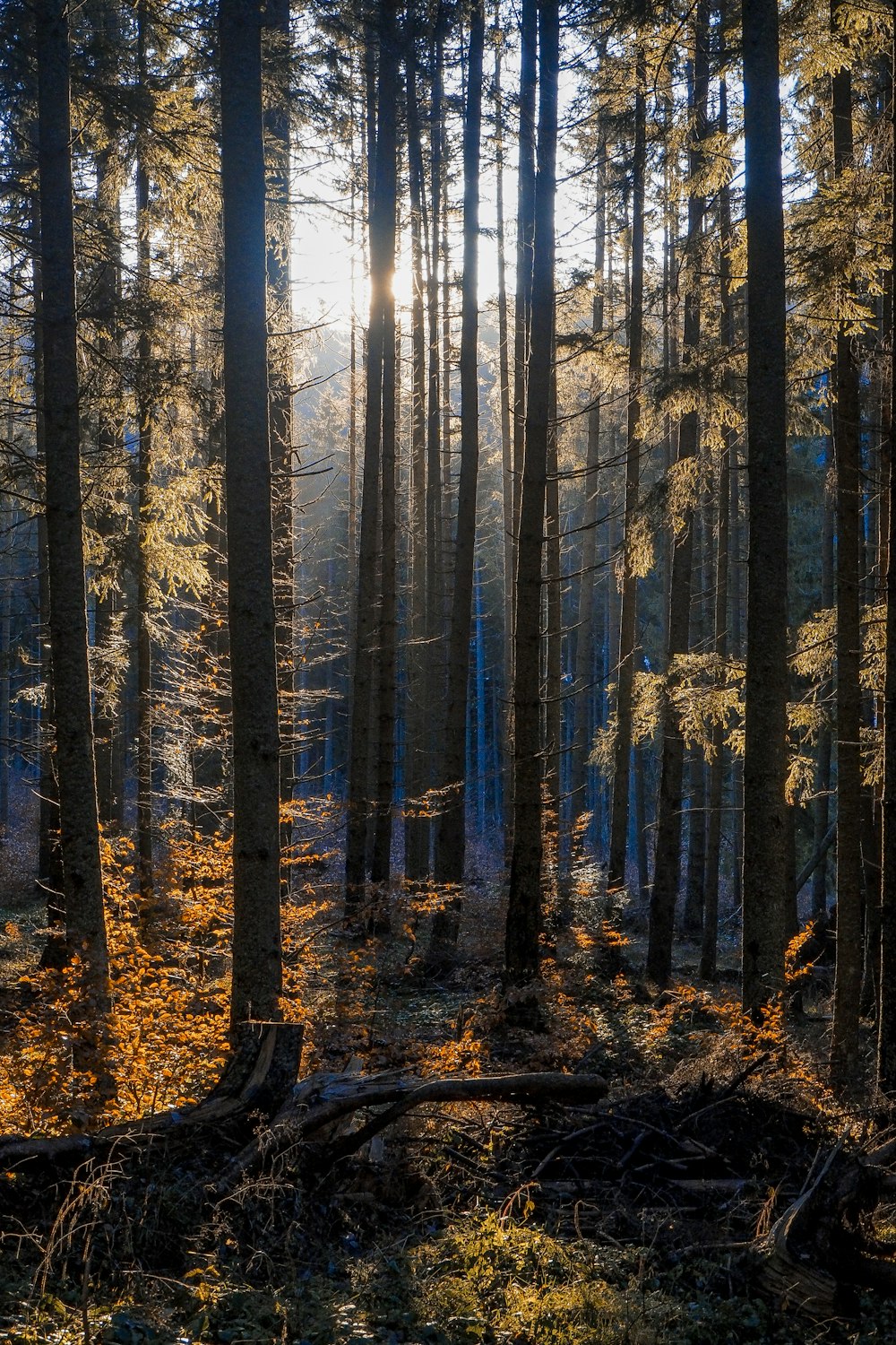 brown trees on forest during daytime