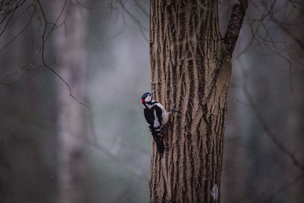 black and white bird on tree branch