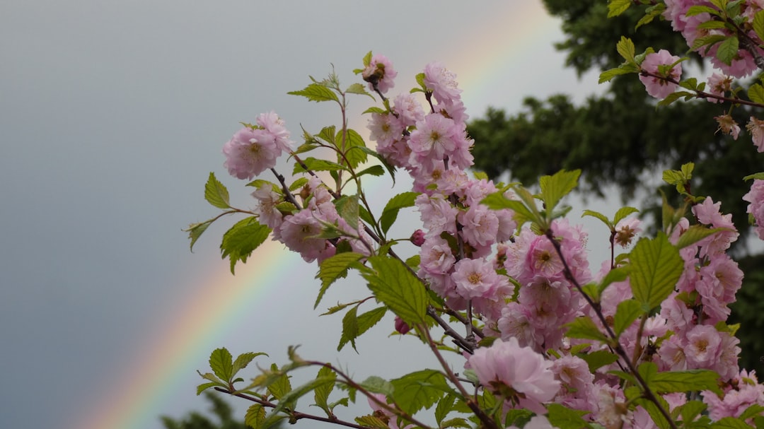 pink and white flowers in tilt shift lens