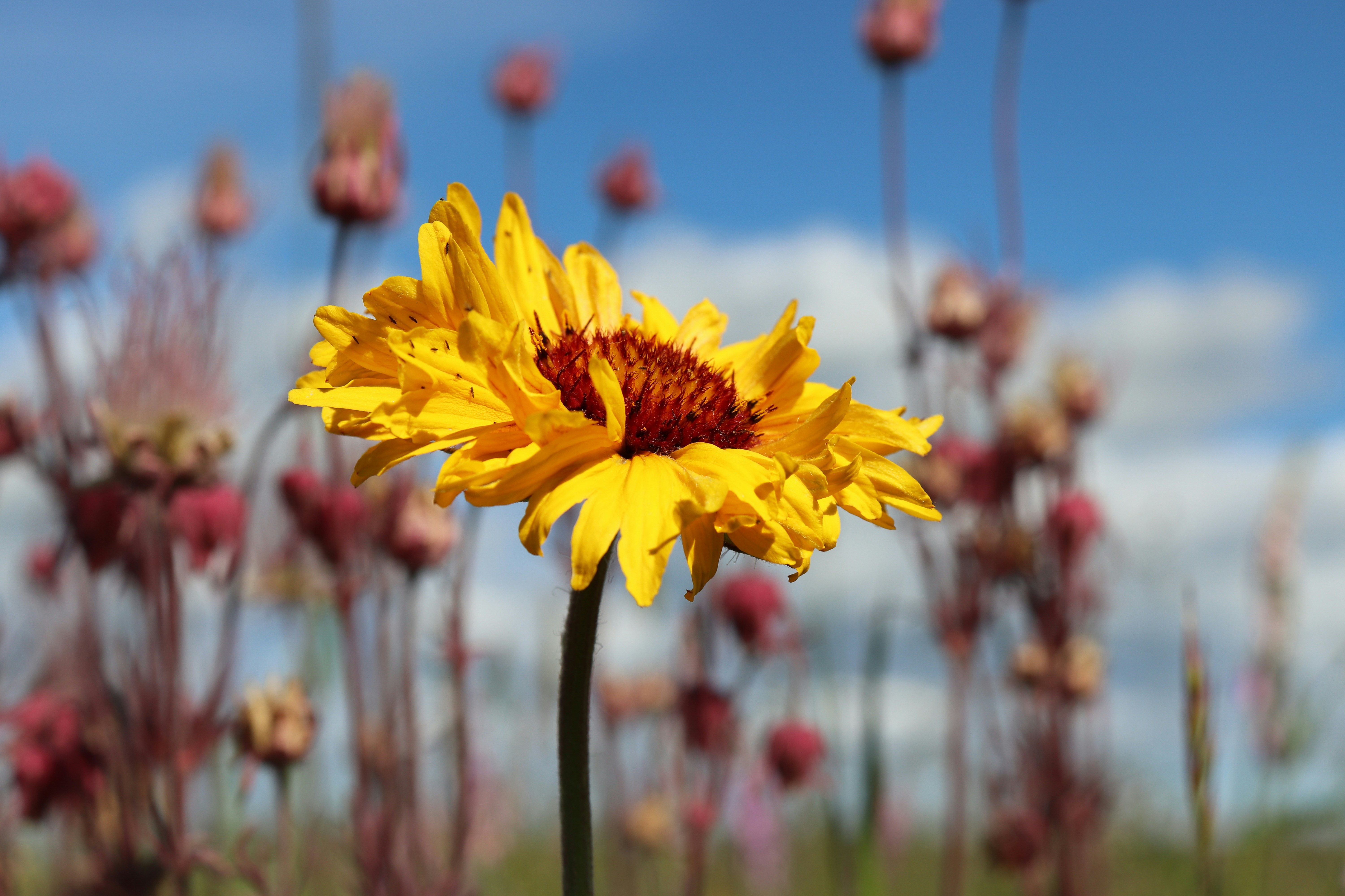 yellow flower in tilt shift lens