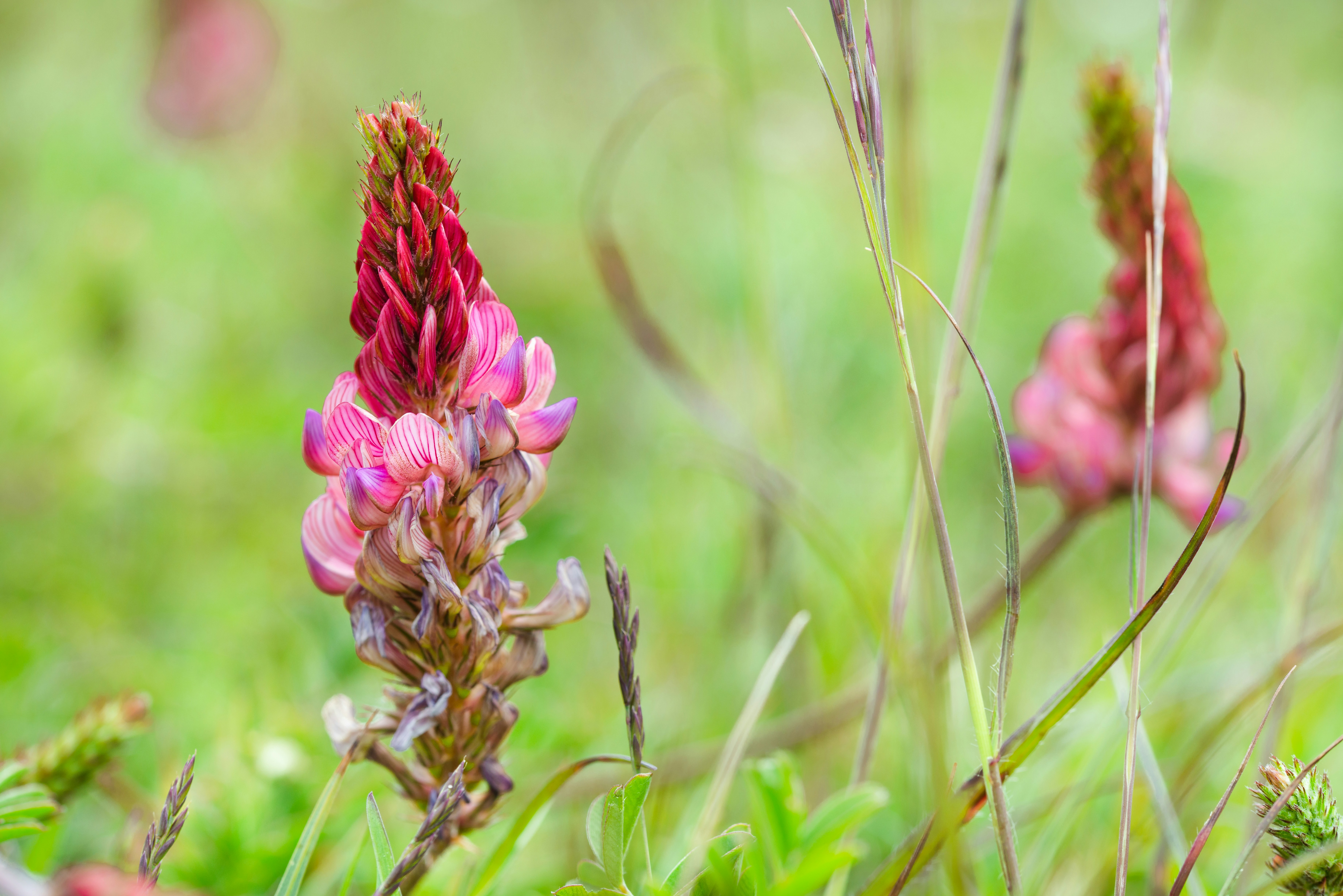 Rote Blume im grünen Grasfeld tagsüber