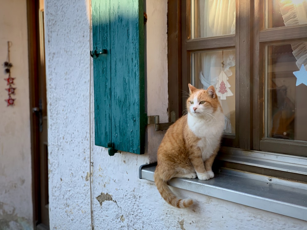 orange-weiße Katze sitzt am Fenster