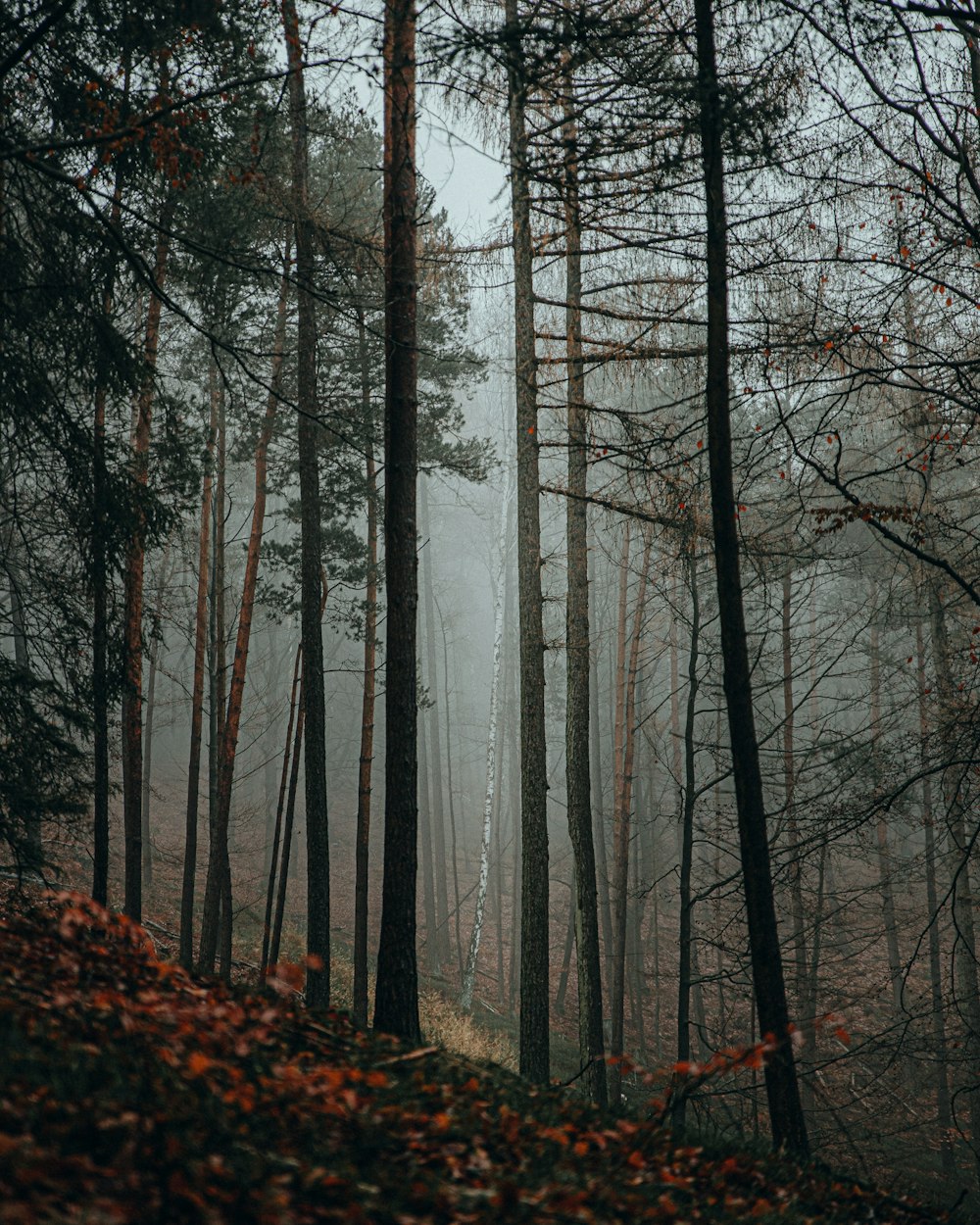 昼間の森の茶色の裸木