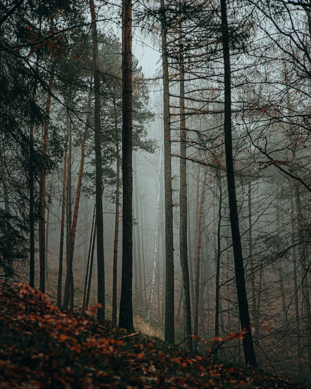 brown bare trees in forest during daytime