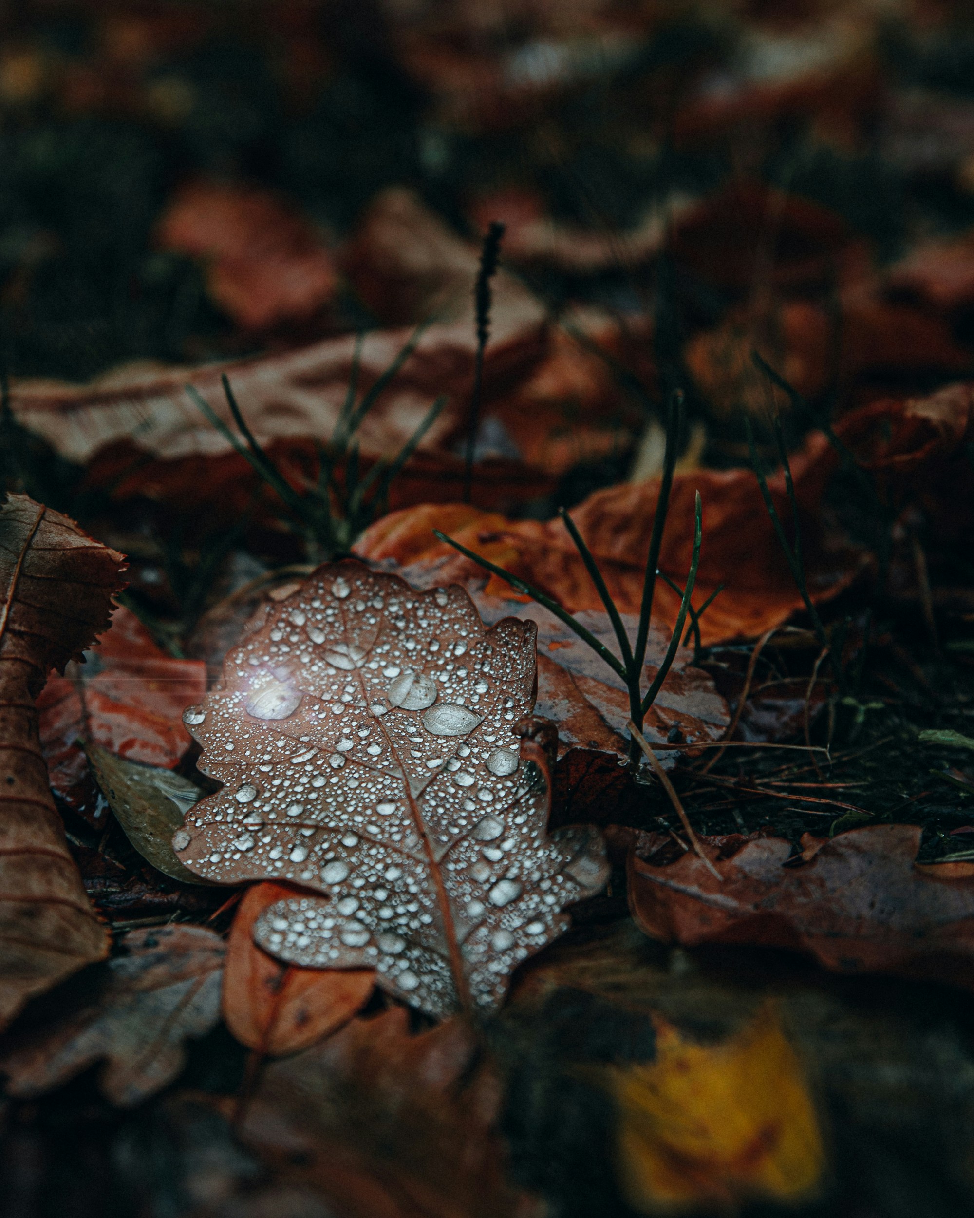 Photo by michaeloeser