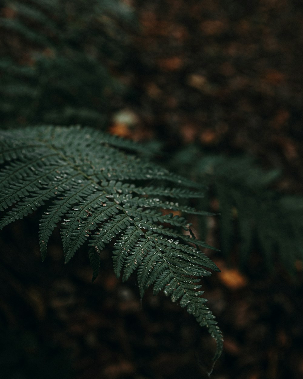 green leaf plant in close up photography