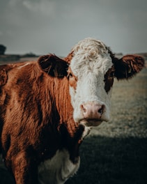 brown and white cow on gray field during daytime