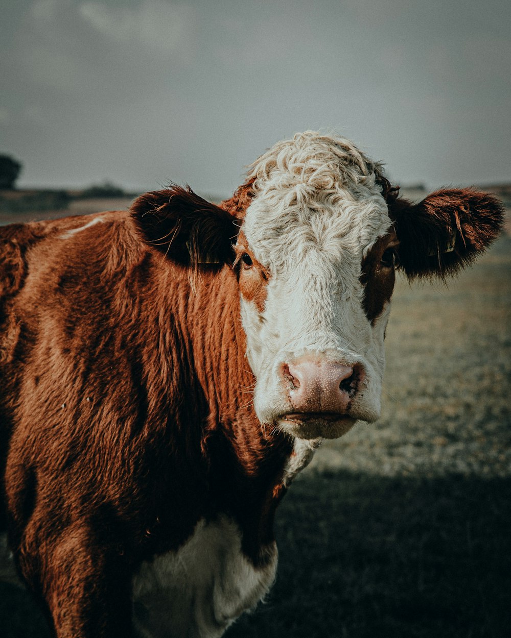 brown and white cow on gray field during daytime